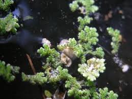 Image result for Azolla filiculoides