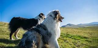 We did not find results for: 17 Big Fluffy Dog Breeds To Love And Cuddle With Daily Dog Stuff