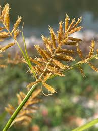 Image result for Cyperus esculentus