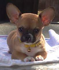 The french bulldog and chihuahua mix is a sweet pup with a mind of its own. French Bulldog And Chihuahua I M Not A Chihuahua Fan But I Do Have To Say That They Mix Very Well With Most Breeds What Bulldog Hybrid Dogs French Bulldog