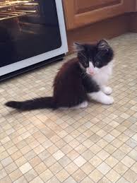 This cat years calculator is designed as a pwa (progressive web app). Kitten Update Paddington Is 13 Weeks Old Over 40 And A Mum To One