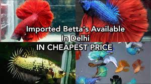 Imported Betta Fishes Available In Delhi In Cheapest Price Youtube