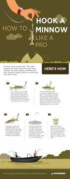 How To Hook A Minnow Infographics Crappie Fishing Fishing Tips Fishing Techniques