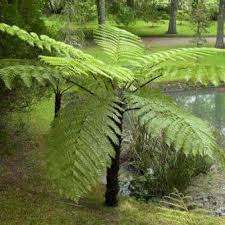 Image result for Cyathea dregei