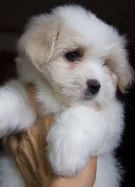 Like the name suggests, the most conspicuous feature of the coton de tulear is its coat, which is cottony or fluffy rather than silky. Pin By Chiara U On Lovely Animals Coton De Tulear Puppy Coton De Tulear Dogs Baby Animals