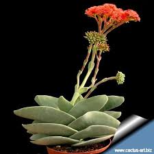Image result for Crassula perfoliata