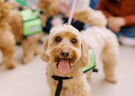 How Divine Canines and Healing with Horses Promote Mental Health with  Animal Therapy
