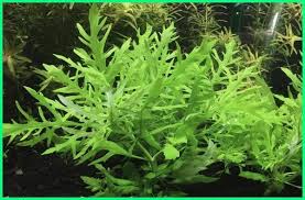 16 Jenis Tanaman Aquascape Yang Mudah Perawatannya Dunia Fauna Hewan Binatang Tumbuhan Di 2020 Planted Aquarium Aquascaping Tanaman