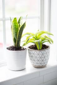 Large or tall plants don't often work in bathrooms for this reason. 10 Best Plants For The Bathroom Hello Nest