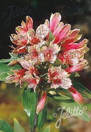 Pin On Garden Ideas