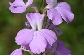 Image result for Micrargeriella