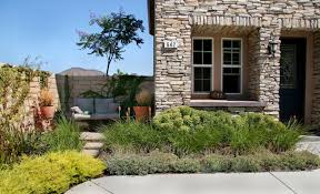 A low growing shrub with bright yellow small leaves with small pale pink flowers. Coleonema Sunset Gold Houzz