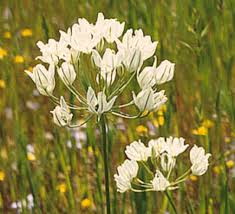 Image result for Triclisia