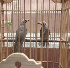 Masih terkait dengan selebriti, ada juga yang menggunakan nama grup musik. 9 Jenis Burung Kelas Atas Untuk Hobi Para Sultan Di Indonesia