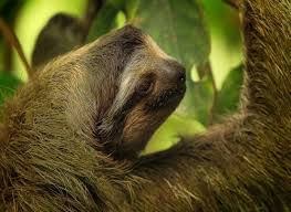 La cabeza del perezoso es redonda, la nariz achatada y las orejas no visibles. Conoce Al Perezoso Un Animal Muy Trabajador E Inteligente Mis Animales