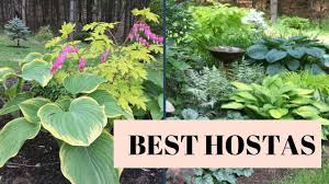 Shade gardens provide cool, refreshing areas of beauty during summer's heat. Diy Shade Garden Hosta Tour Best Hostas Youtube
