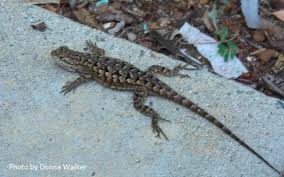 The reptiles can grow to be eight feet and are legal to keep as pets in the state. Western Fence Lizard Aka Blue Belly