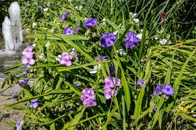 Berlin Garten Der Welt Dreimasterblumen In Verschiedenen Farben Berlin Gardens Of The World Virginia Spiderwort Tradescantia Virginiana L In Various Co In 2020 Gardens Of The World Perrenials Plants