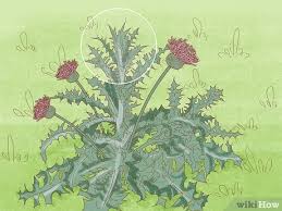 Check spelling or type a new query. 11 Easy Ways To Get Rid Of Thistles In Your Lawn Wikihow