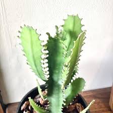 Image result for Euphorbia dawei