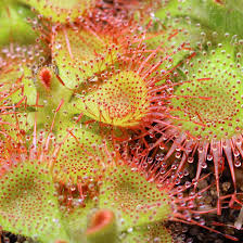 Each of 200+ species of sundew has a unique beauty, and some even move. Drosera Sessilifolia Snap Tentacle Sundew Curious Plant