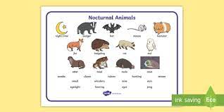 In mammals, the scn is the central master clock controlling daily rhythms in behavior (sleep/wake and feeding/fasting) and physiology. Nocturnal Animals Word Mat Ages 3 7 Twinkl Resources