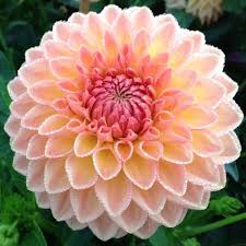 If you have a shady spot in your garden or on your patio, these annuals will suit nicely. Https Pheasantacreplants Co Uk Image Cache Data Dahlias Dahlia 20decorative D 20hillcrest 20suffusion 20img Amazing Flowers Pretty Flowers Beautiful Flowers