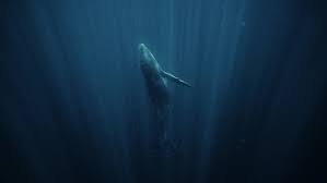 Image result for sea