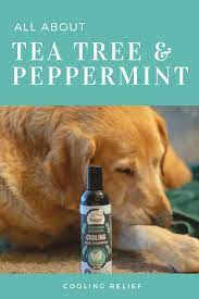 Cooling Usda Certified Organic Tea Tree Oil Dog Shampoo With Peppermint Organic Dog Shampoo Dog Shampoo Tea Tree Oil Dogs