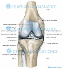 It goes from the back of the tibia to the front of the femur. Knee And Related Knee Anatomy Images And Medical Illustrations Created By Uk Medical Illustrators At Medical Artist Com