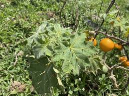 Image result for Solanum