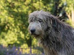 With little more than his wits and a sidearm, he must. Irish Wolfhound Full Profile History And Care