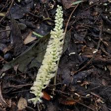 Image result for Acacia polyacantha