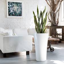 Leaves that are too pale indicate that the plant. Sansevieria Plant In Triangular Delta White Planter My City Plants