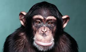 Image result for picture of a chimpanzee