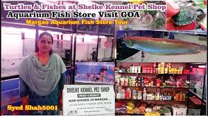 Fish supplies, low prices, free shipping & 24/7 advice, shop now! Shelke Kenel Aquarium Fish Shop Goa Aquariumfishstore Goa Aquarium Fish Aquarium Fish For Sale