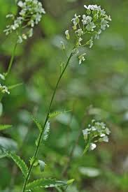 Image result for Arabis