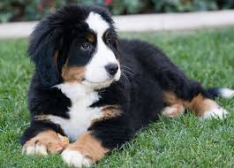 View dog breeds with black and light brown coats. I Ll See Your Corgi Puppy And Raise You A Bernese Mountain Dog Puppy Puppy Dog Pictures Burmese Mountain Dogs Bernese Mountain Dog Puppy