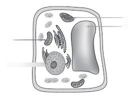 Maybe you would like to learn more about one of these? Spi 1 1 Identify The Major Parts Of Plant And Animal Cells Diagram Quizlet