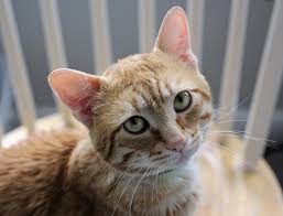 Kittens in cats & kittens for sale. About North Toronto Cat Rescue