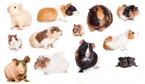 Guinea Pig Hakkinda Panosundaki Pin
