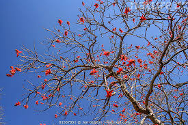 Image result for Erythrina lysistemon
