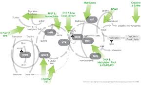 Diagrams Listing Dr Amy Yasko