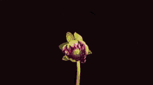 Check spelling or type a new query. Blooming Flower Animated Gif Gifs Tenor