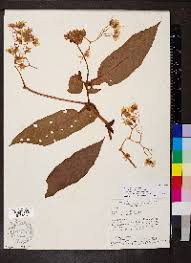 Image result for Begonia bequaertii