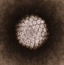 This stage is further separated into subcategories. Human Papillomavirus Hpv Immunisation Advisory Centre