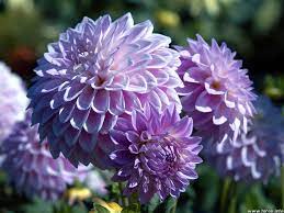 Desktop Wallpapers Flowers Backgrounds Purple Dahlia Www Desktopdress Com Purple Dahlia Types Of Purple Flowers Purple Flower Centerpieces