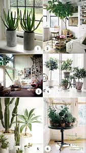 Site Currently Unavailable Best Indoor Plants Plants Cool Plants