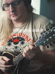 Mastering 'Little Pine Siskin'