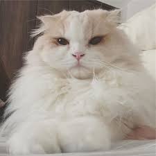 Pin By Habiba On قطط Cats Animals